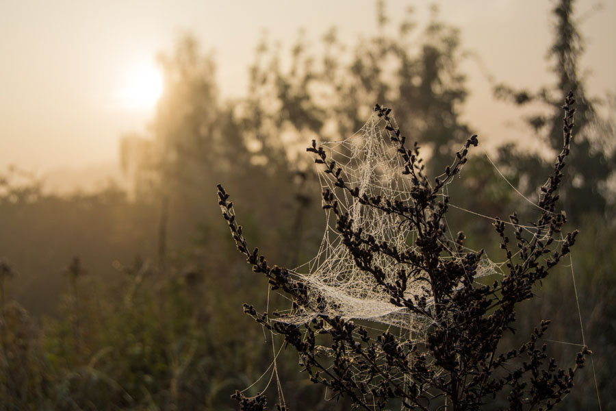 Galeria Plakatu, Plakat, Pajęczyna, 70x50 cm