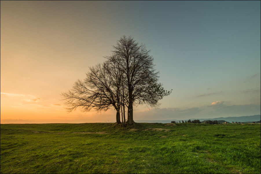 Galeria Plakatu, Drzewko, 70x50 cm