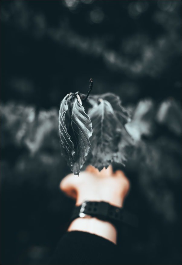 Galeria Plakatu, Liście 2, 61x91,5 cm