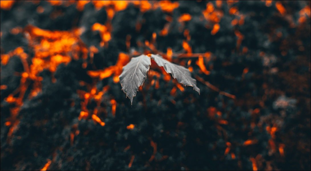 Galeria Plakatu, Liście, 70x50 cm