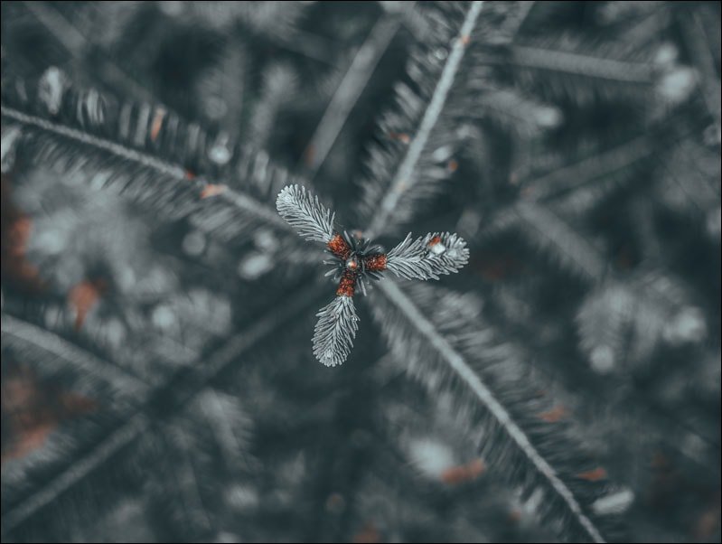 Galeria Plakatu, Perspektywa Choinki, 70x50 cm