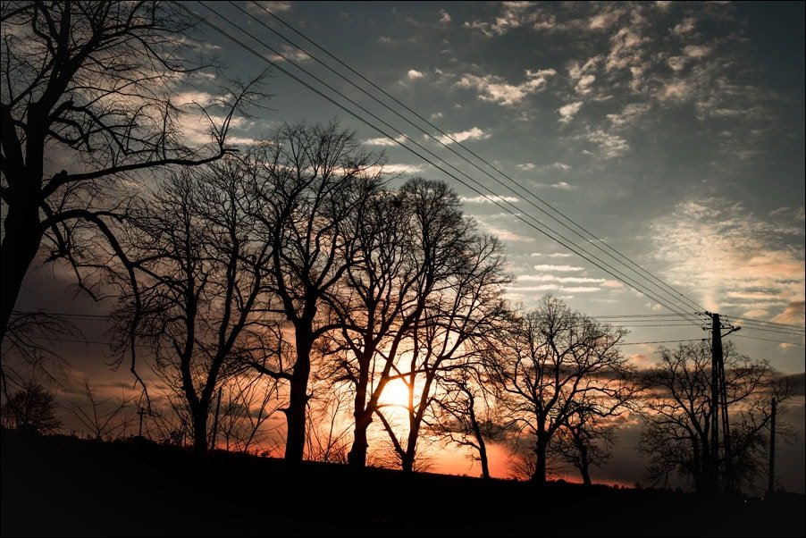 Galeria Plakatu, Plakat, Zachód I Drzewa, 70x50 cm