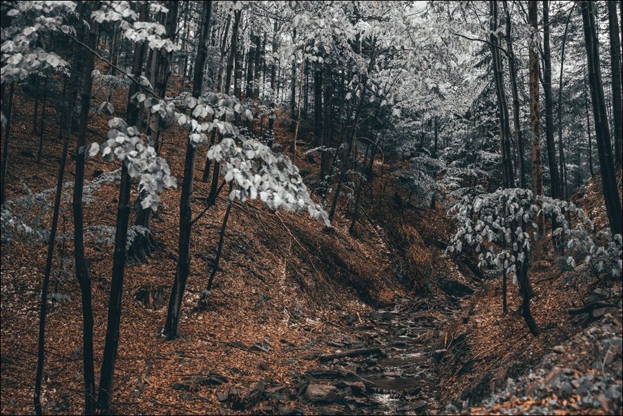 Galeria Plakatu, Plakat, Zimny Las, 70x50 cm