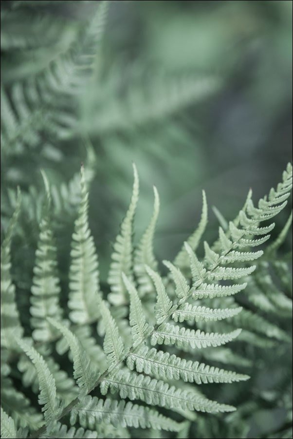 Galeria Plakatu, Plakat, Paproć, 50x70 cm