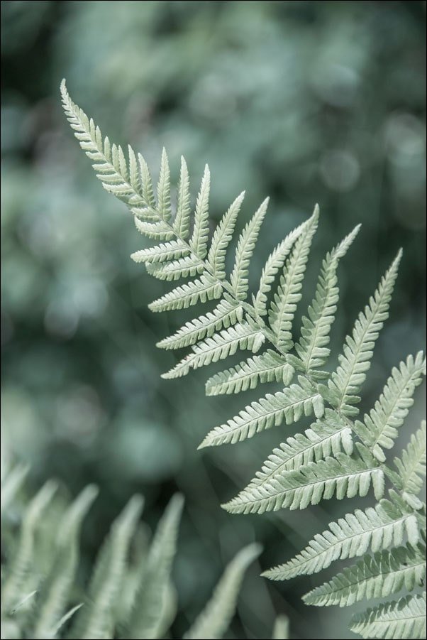 Galeria Plakatu, Plakat, Paproć II, 70x100 cm