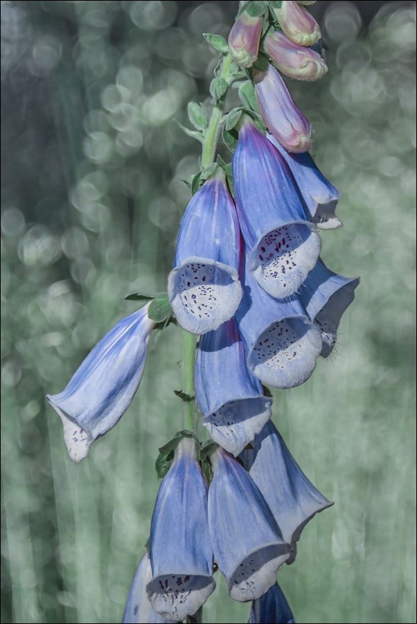 Galeria Plakatu, Plakat, Naparstnica, 20x30 cm