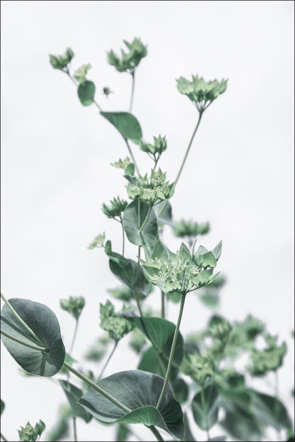 Galeria Plakatu, Plakat, Łodyżki, 50x70 cm