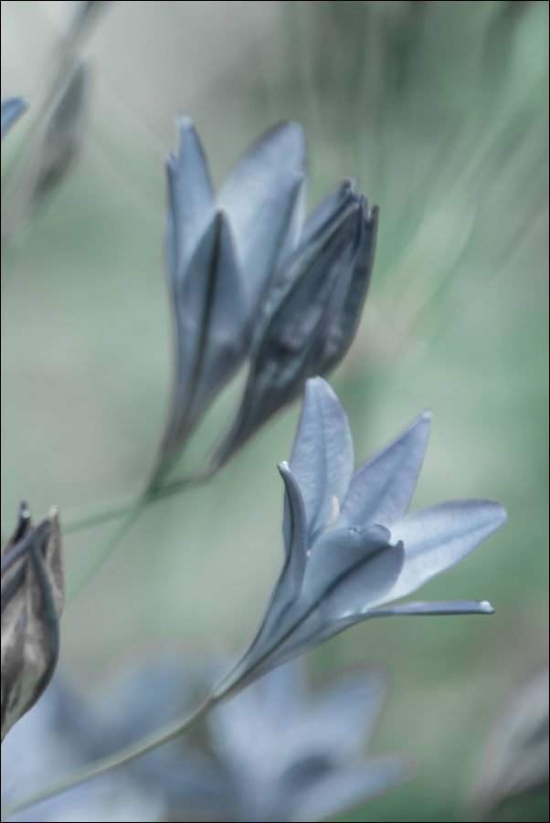 Galeria Plakatu, Plakat, Gentianopsis, 30x40 cm