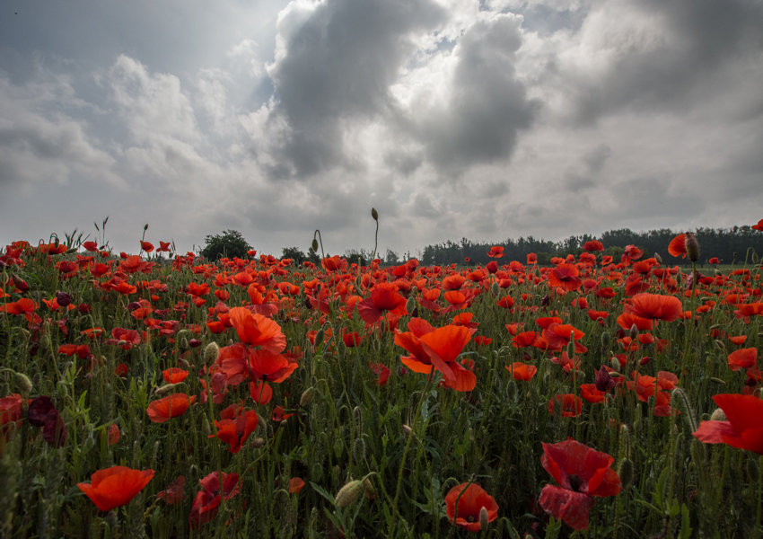 Galeria Plakatu, Plakat, Maki II, 70x50 cm