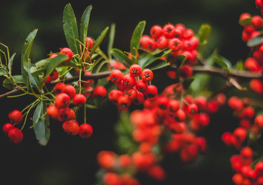 Galeria Plakatu, Plakat, Ognik, 40x30 cm