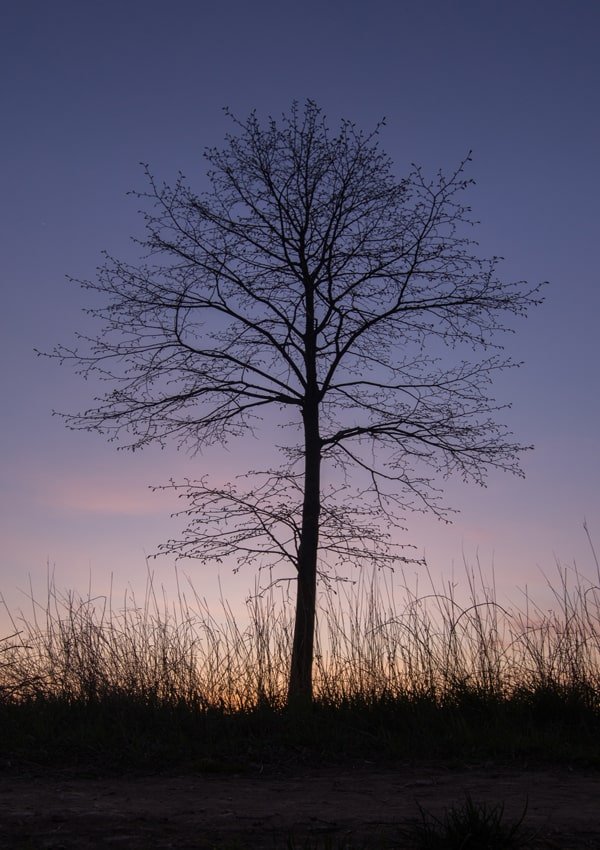 Galeria Plakatu, Plakat, Drzewo o zachodzie, 61x91,5 cm