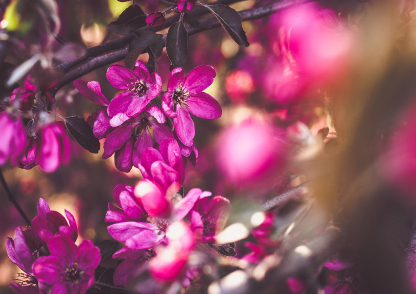 Galeria Plakatu, Plakat, Jabłoń, 50x40 cm