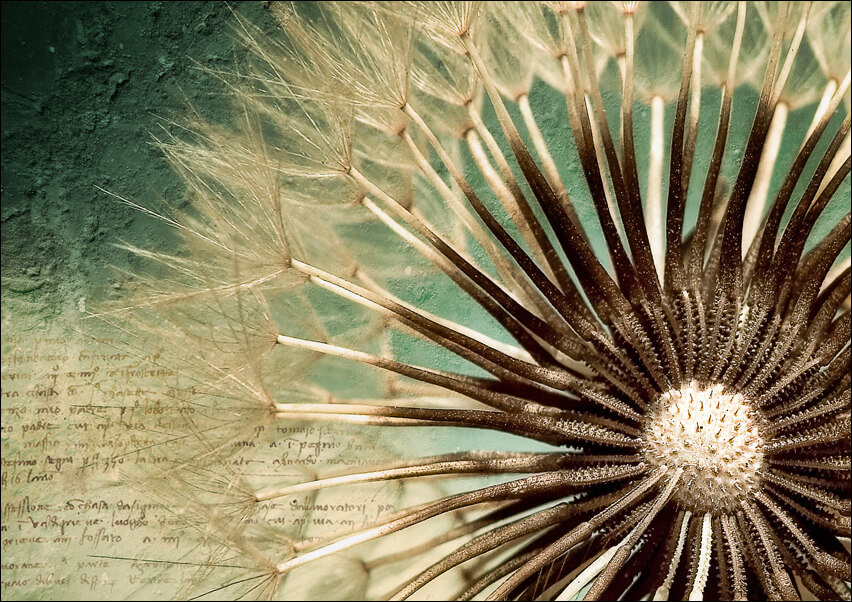 Galeria Plakatu, Plakat, Dmuchawiec, 100x70 cm