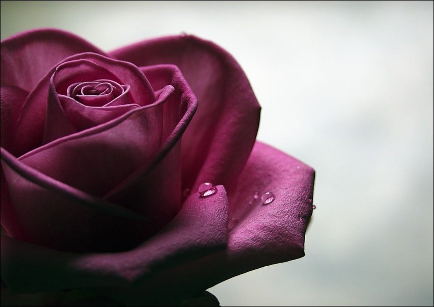 Galeria Plakatu, Plakat, Smutna Róża, 70x50 cm