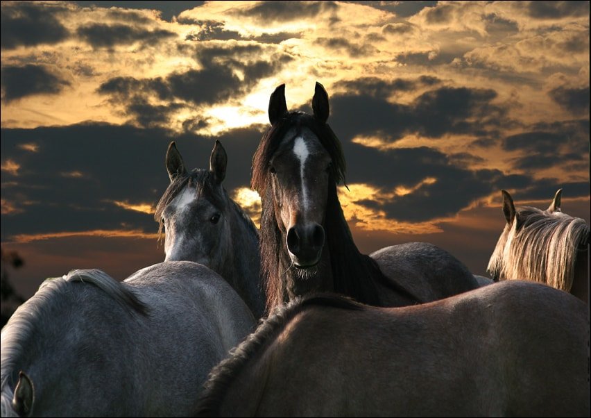 Galeria Plakatu, Plakat, Konie, 70x50 cm