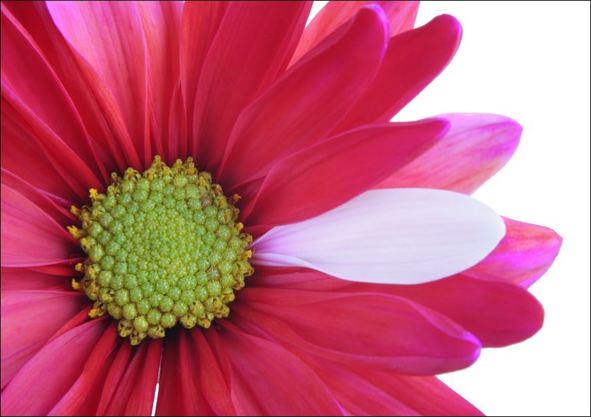 Galeria Plakatu, Plakat, Kwiat, 59,4x42 cm