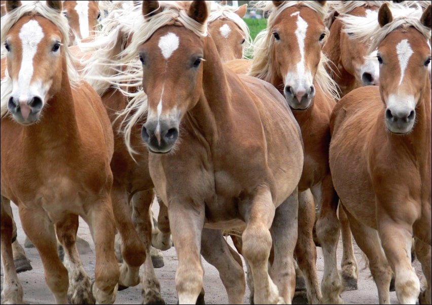 Galeria Plakatu, Plakat, Bieg koni, 70x50 cm