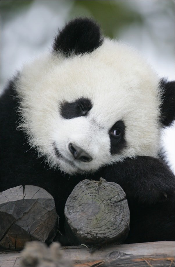 Galeria Plakatu, Plakat, Wielka Panda, 40x60 cm