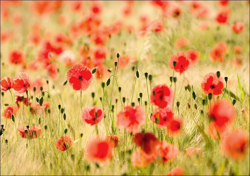 Galeria Plakatu, Plakat, Pole Maków, Maki, Monet, 70x50 cm