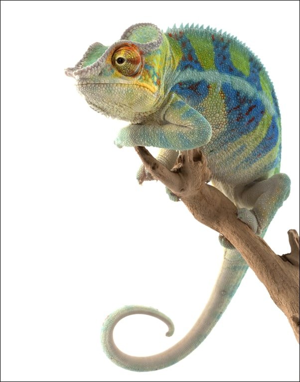 Galeria Plakatu, Plakat, Kameleon. Ambanja Panther Chameleon, 42x59,4 cm