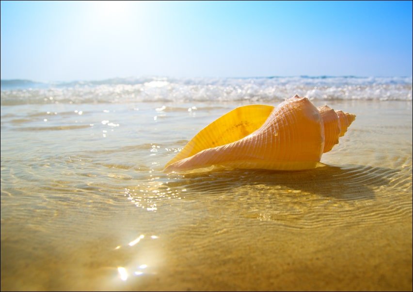 Galeria Plakatu, Plakat, Muszelka na plaży, ocean, 59,4x42 cm