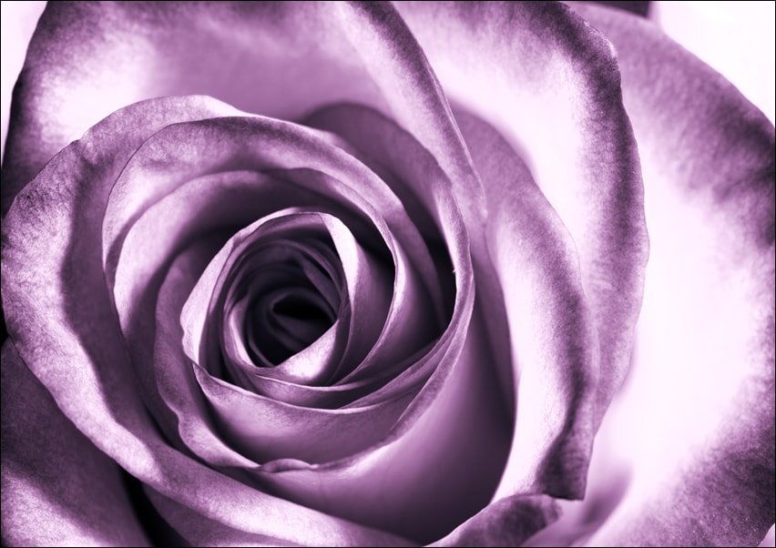 Galeria Plakatu, Plakat, Purpurowa róża, 50x40 cm