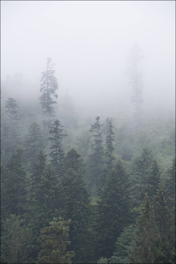 Galeria Plakatu, Plakat, Drzewa we mgle, Tatry, 30x40 cm