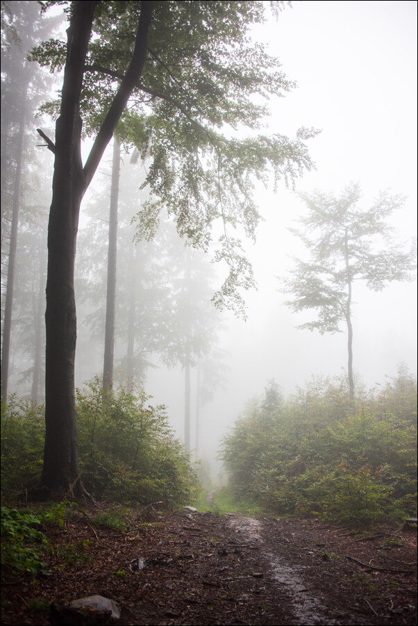 Galeria Plakatu, Plakat, W deszczowym lesie, Góry Sowie, 50x70 cm