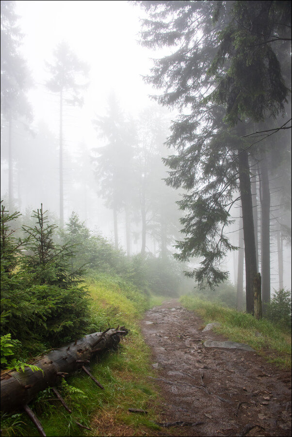 Galeria Plakatu, Plakat, W deszczowym lesie I, Góry Sowie, 40x50 cm