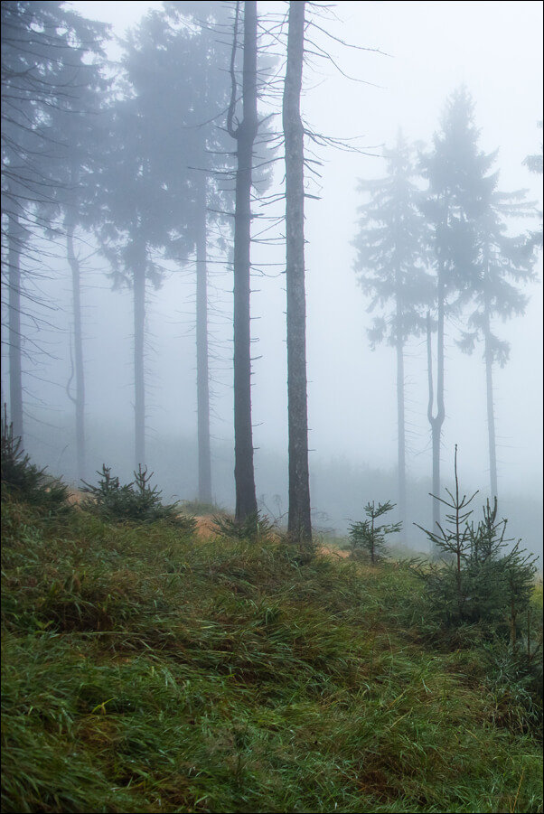 Galeria Plakatu, Plakat, W mglistym lesie I, Góry Sowie, 61x91,5 cm