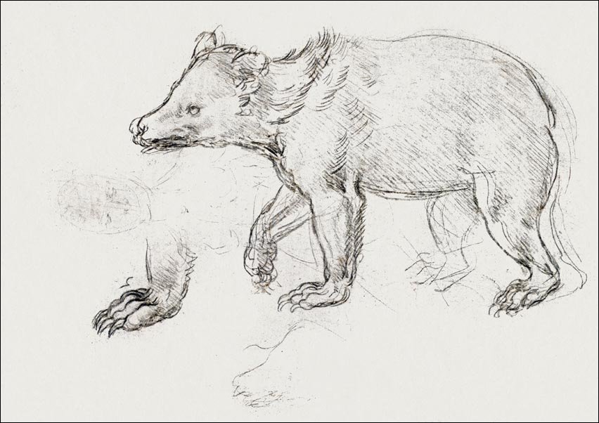 Galeria Plakatu, Plakat, A Bear Walking, Leonardo Da Vinci, 70x50 cm