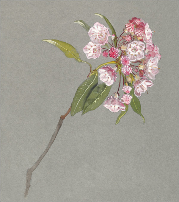 Galeria Plakatu, Plakat, A Bough of Mountain Laurel, Samuel Colman, 61x91,5 cm