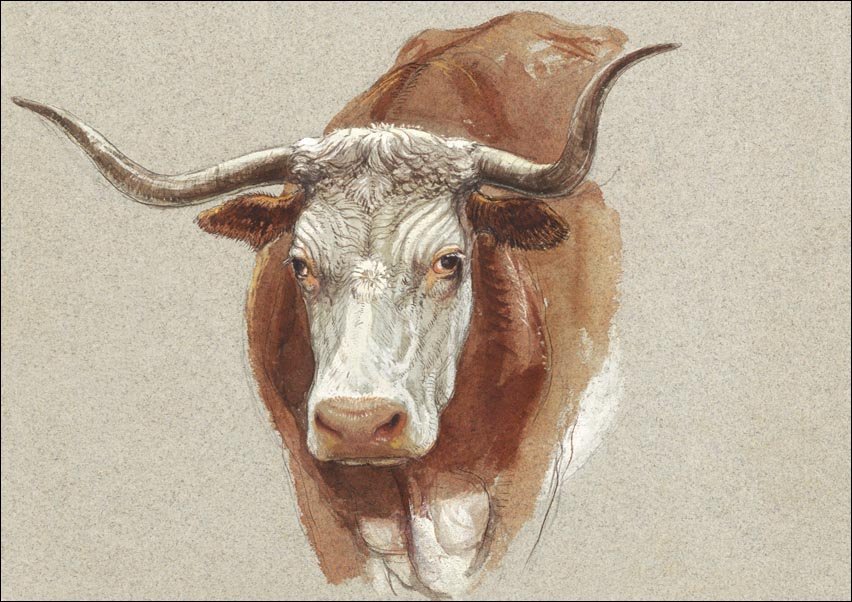Galeria Plakatu, Plakat, Head of a Cow or Ox, Samuel Colman, 70x50 cm