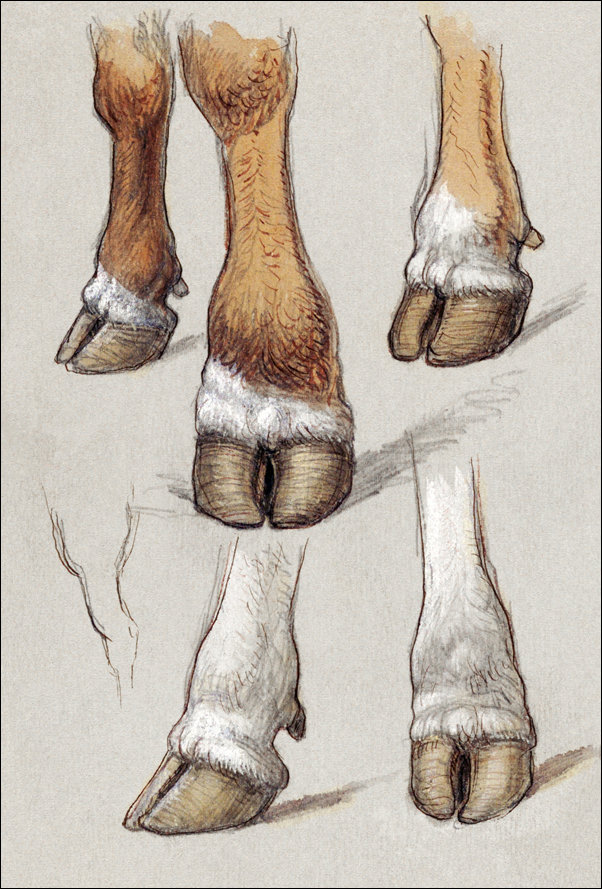 Galeria Plakatu, Plakat, Studies After Cattle, Samuel Colman, 59,4x84,1 cm