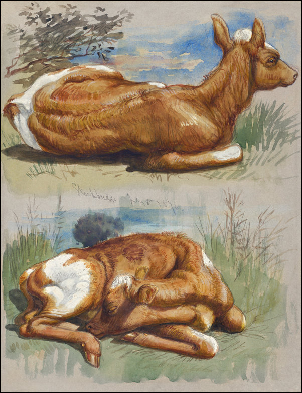 Galeria Plakatu, Plakat, Studies of Calves, Stockbridge, Samuel Colman, 50x70 cm