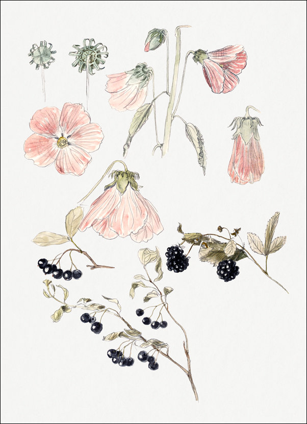 Galeria Plakatu, Plakat, Botanical Detail Studies: Hollyhocks, Blueberries, and Blackberries, Samuel Colman, 20x30 cm