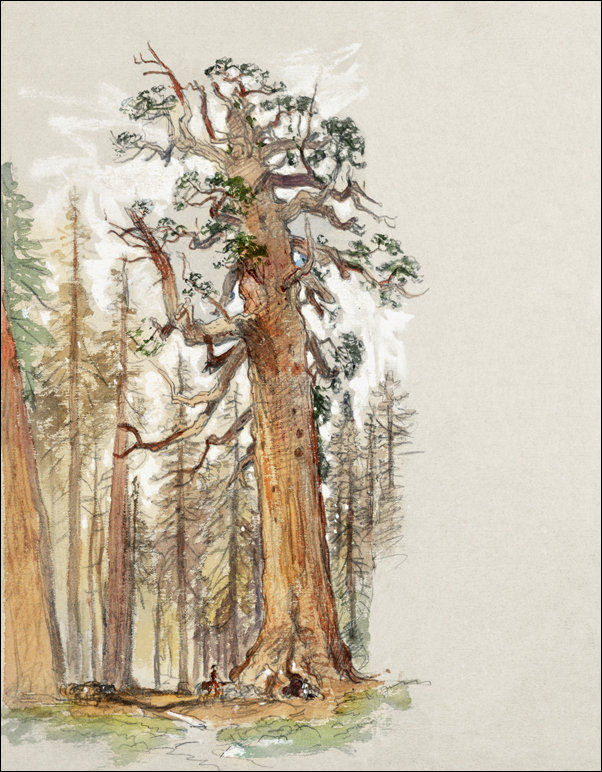Galeria Plakatu, Plakat, Oak and Evergreen, Samuel Colman, 50x70 cm