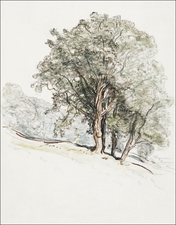 Galeria Plakatu, Plakat, Study of Oak Trees at Lake Dunmore, Vermont, Samuel Colman, 61x91,5 cm