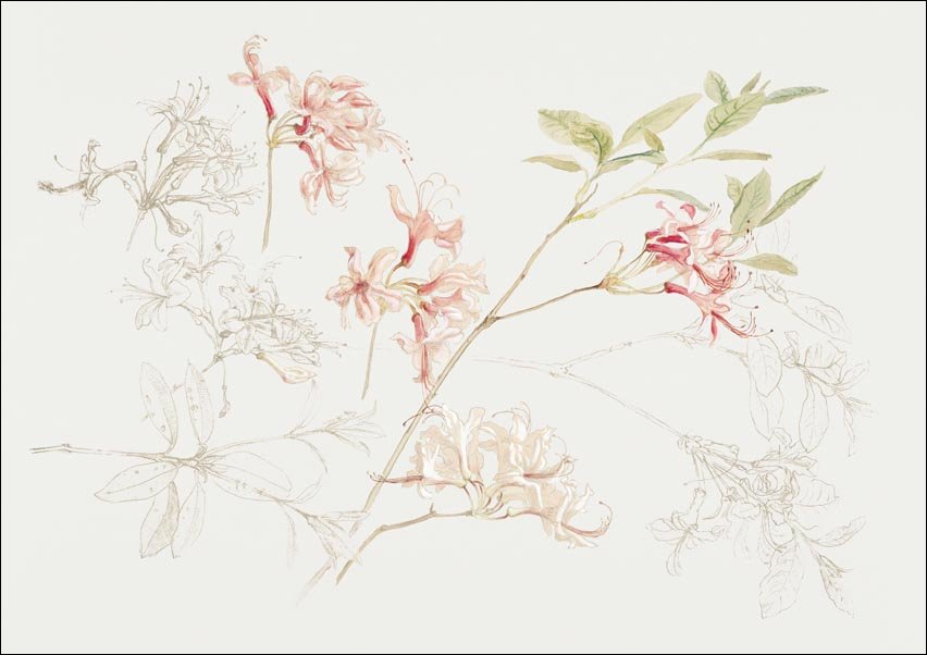Galeria Plakatu, Plakat, Azaleas, Samuel Colman, 70x50 cm