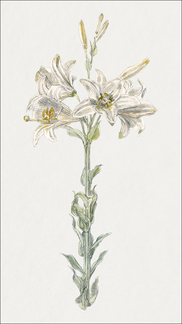 Galeria Plakatu, Plakat, Lily, Stockbridge, Samuel Colman, 70x100 cm