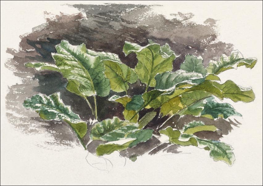 Galeria Plakatu, Plakat, Botanical Study, Samuel Colman, 70x50 cm