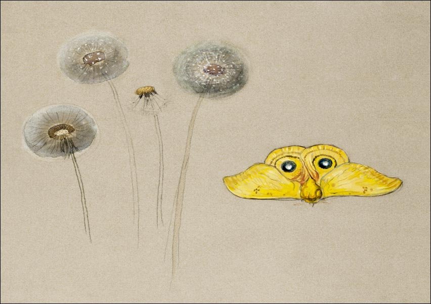 Galeria Plakatu, Plakat, Study of White Daisy, Chamomile Stem with Two Petals, and a Chamomile Petal, Samuel Colman, 50x40 cm