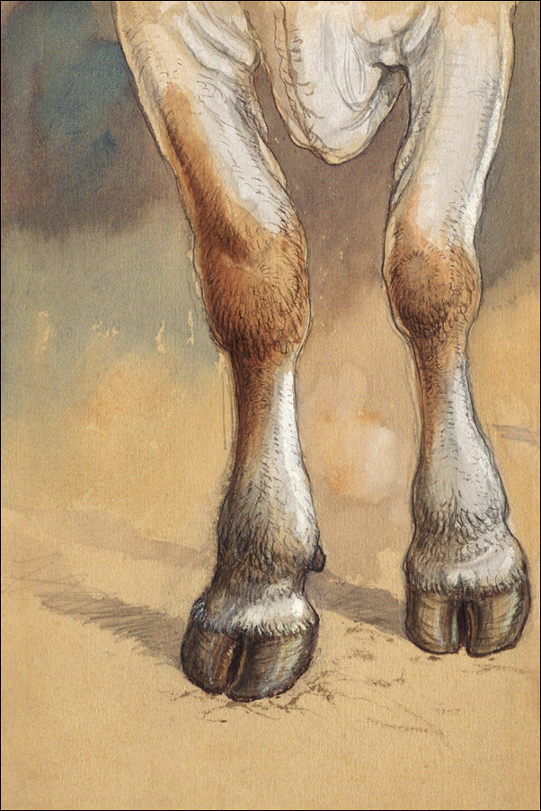 Galeria Plakatu, Plakat, Forelegs of a Standing Cow or Ox, Newport, Samuel Colman, 61x91,5 cm