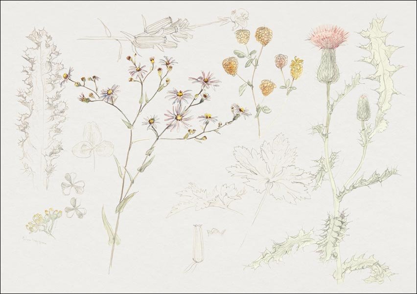 Galeria Plakatu, Plakat, Studies of Meadow Flowers, Samuel Colman, 50x40 cm