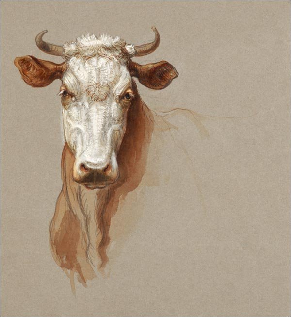 Galeria Plakatu, Plakat, Two Studies of Cattle, Samuel Colman, 40x40 cm