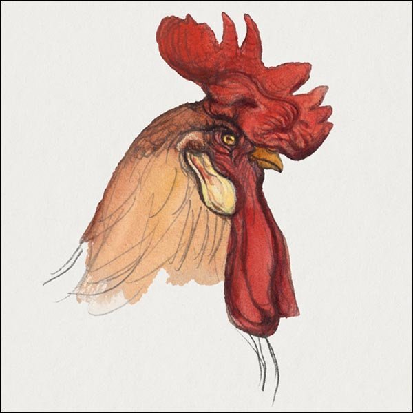 Galeria Plakatu, Plakat, Head of a Rooster, Samuel Colman, 40x40 cm