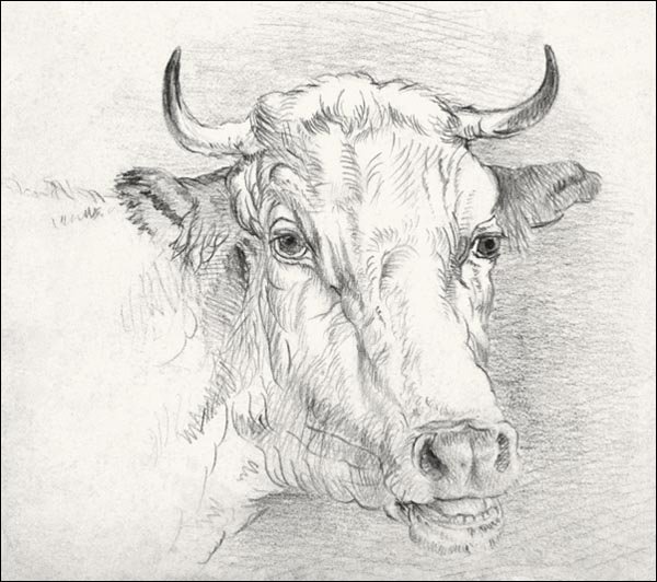 Galeria Plakatu, Head of a Cow, Samuel Colman, 40x40 cm