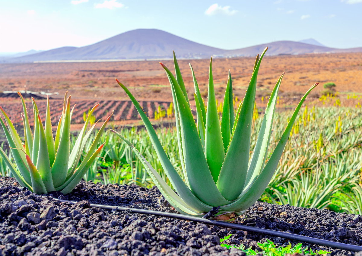 ALOE VERA ,   ALOES  LECZNICZY,  DUŻY~  40 cm