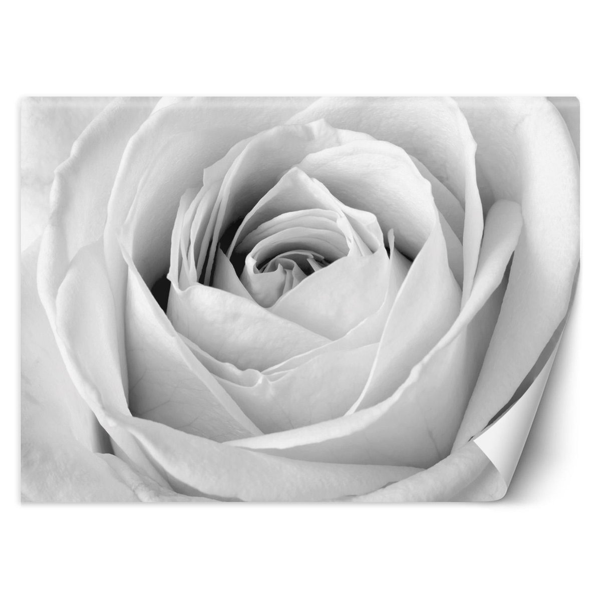 Fototapeta, Biała róża, zbliżenie na pąk (Rozmiar 350x245)