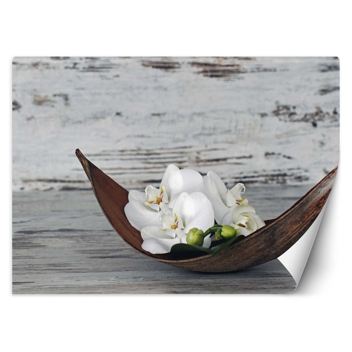 Fototapeta, Orchidee zen (Rozmiar 150x105)